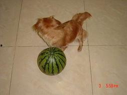 狗狗吃绿贝贝瓜好吗,狗狗食用绿贝贝瓜的安全性分析