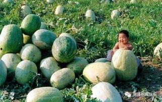 吃瓜二团,娱乐圈的“瓜田”风云录