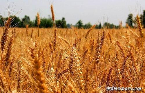 吃瓜少年麦子,揭秘娱乐圈背后的故事