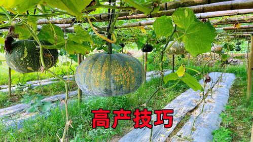 吃瓜南京杆子吃瓜后续,揭秘事件后续发展