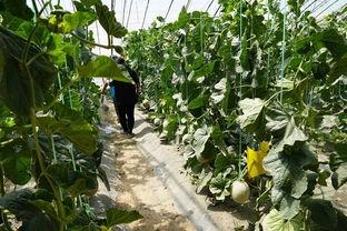 临沭吃瓜视频,揭秘当地特色美食背后的故事