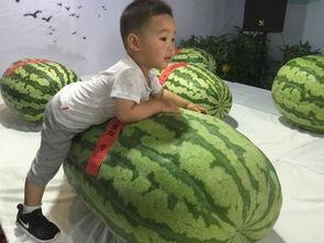 安州吃瓜事件,一场网络狂欢背后的真相与反思