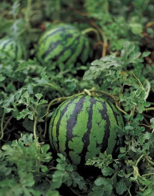 种西瓜吃瓜,从种西瓜到品瓜香