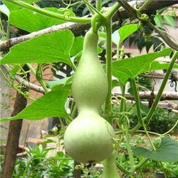 孕妇吃瓠瓜,瓠瓜助力母婴健康