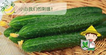 吃瓜配什么衣服,吃瓜配什么衣服？打造清凉时尚穿搭指南