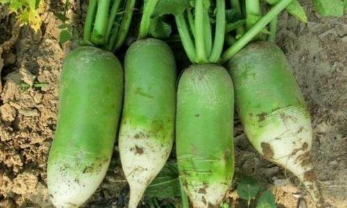 罗主任吃瓜,一场吃瓜引发的职场风云