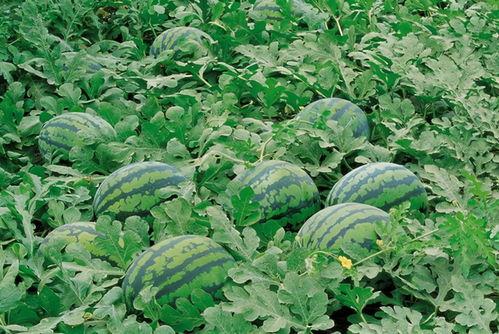 曹县吃瓜群,揭秘网络社交的狂欢与争议